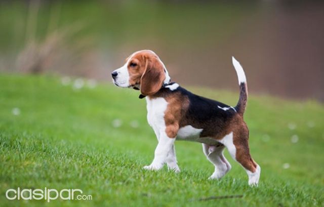 Perros - Gatos - Compro camada de cachorros beagle