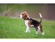 Compro camada de cachorros beagle