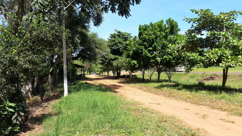 VENDO TERRENO CON CASA DE 8 HECTÁREAS EN SAN PEDRO SOBRE RUTA 3 — foto 3