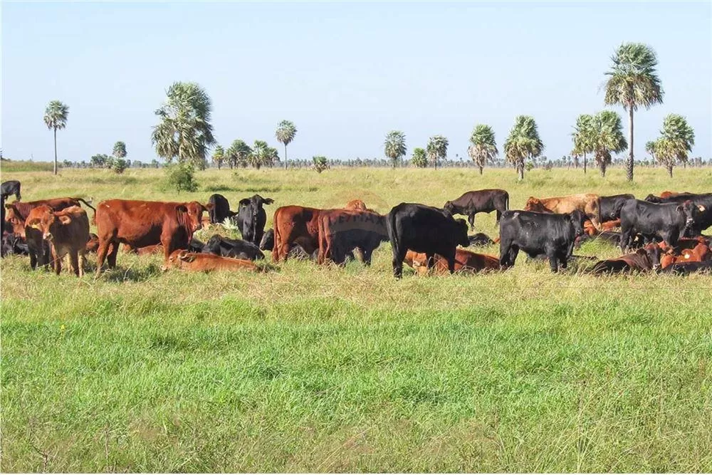 Campo funcionando 5.011has 26 km de puente remanso 6,764,850 USD — foto 3
