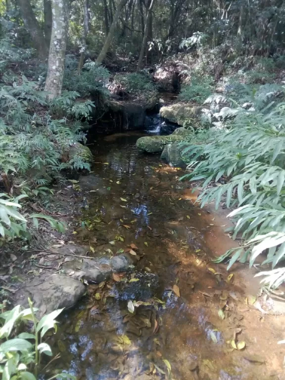 Mbatovi 30 has de bosque natural!!! — foto 3
