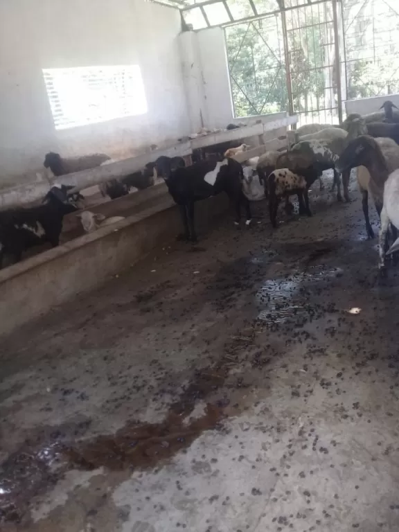 Escobar Paraguari 65 has — foto 2