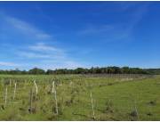 100 hectáreas. Paraguari, camino a la Colmena