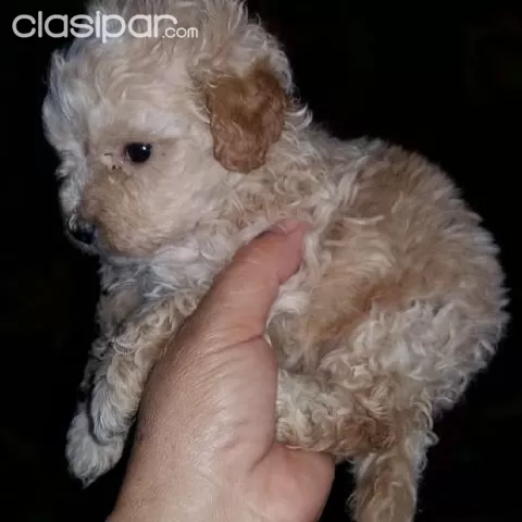 Caniche Minitoy Hembra Clasipar Com En Paraguay