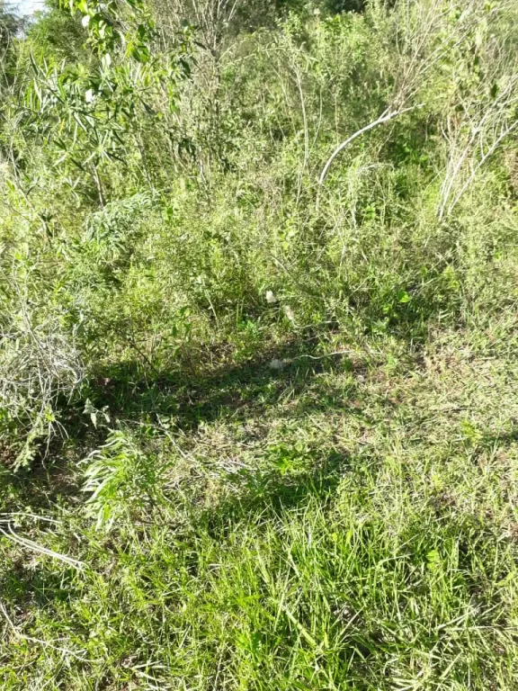 11 ha. en Acuña Altos — foto 2