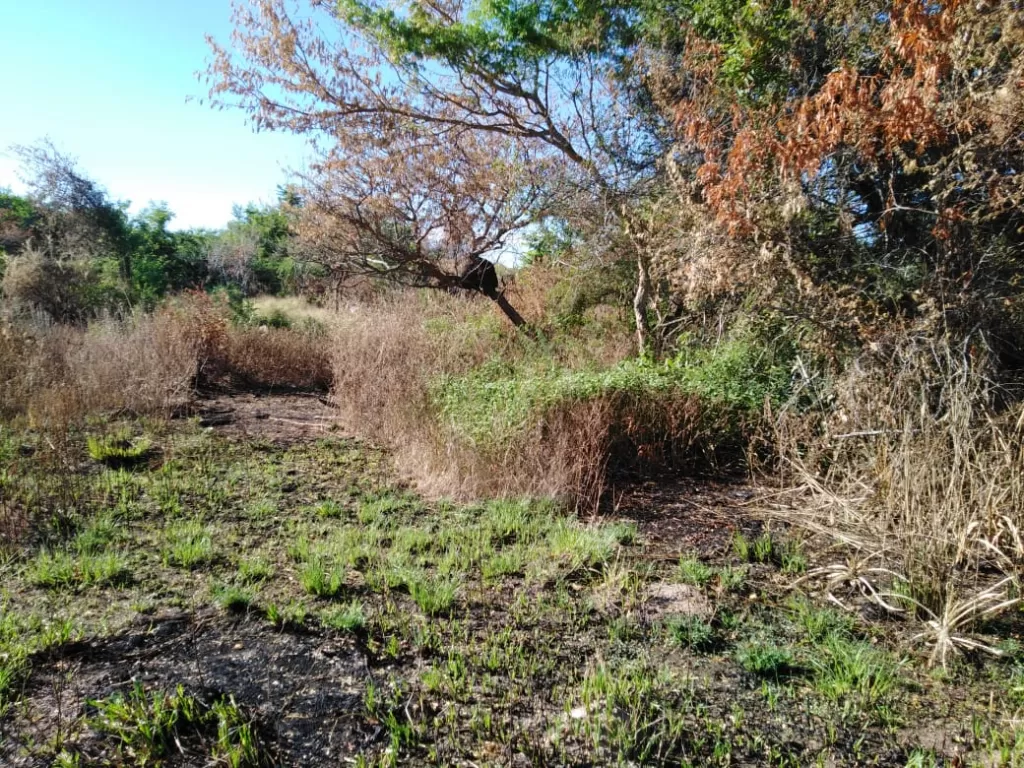 Terreno en tarumandy luque — foto 2
