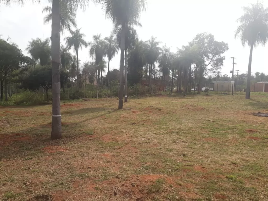 OFERTA DE ENERO..!!! VENDO 3 TERRENOS JUNTOS EN MORA CUE LUQUE — foto 2