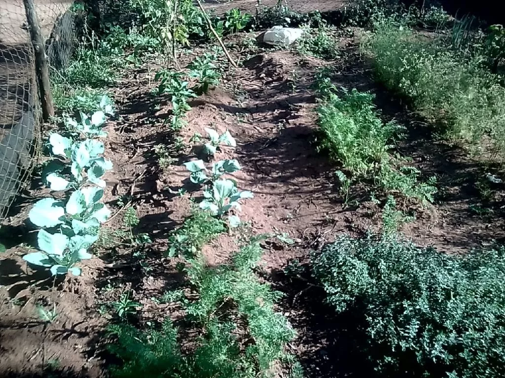 Granja de 2ha en Santaní — foto 2