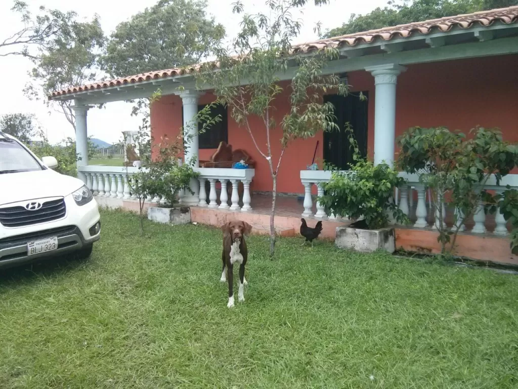 ESCOBAR, PARAGUARÍ: 180 HAS, TOTALMENTE TRABAJADAS, P AGRICULTURA, GANADERÍA — foto 2