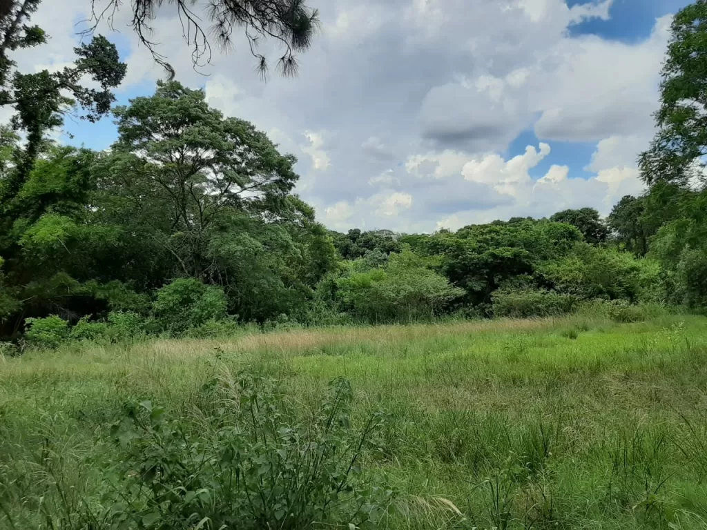 PUERTO PABLA (LAMBARÉ): INMEJORABLES 21.000 M2, S RIO PARAGUAY, BARRANCA ALTA. — foto 3