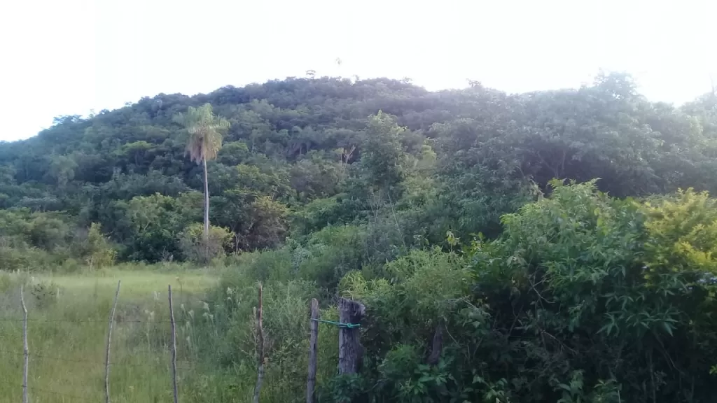 Vendo Propiedad de 7 hectáreas entre San Bernardino y Luque — foto 2
