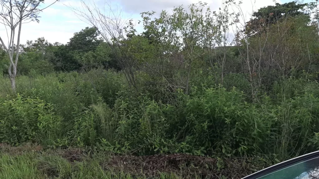 VENDO 2 TERRENOS SAN BERNARDINO-SAN BERNARDINO — foto 2
