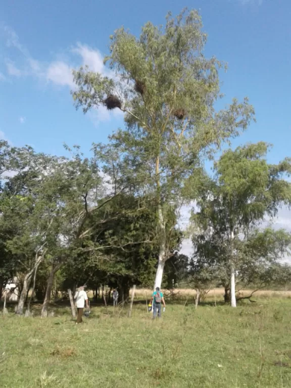 24 hectáreas en Yuquyty, Caballero Pueblo, Departamento de Paraguarí — foto 3