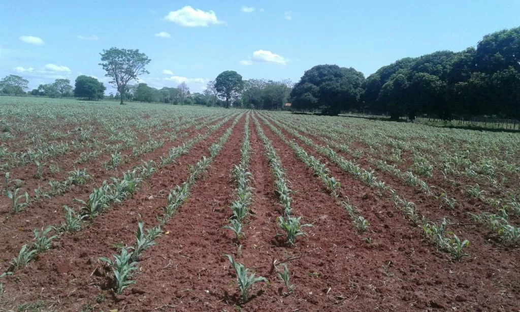 VENDO CAMPO GRANJA — foto 2
