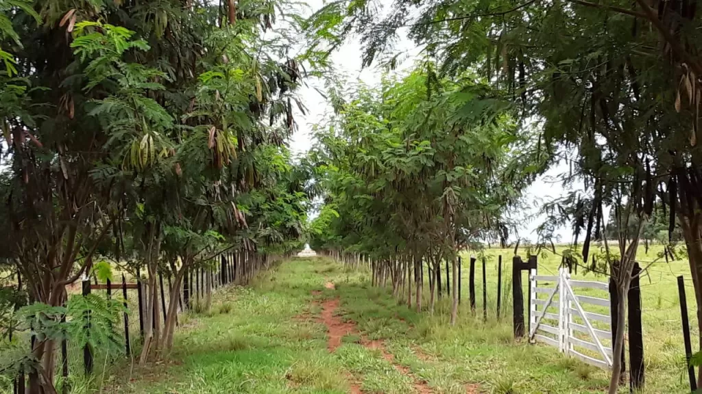 VENDO CAMPO GRANJA — foto 3