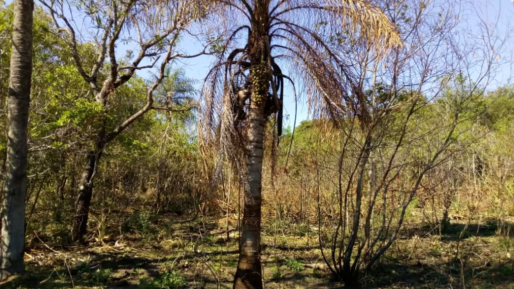 VENDO HERMOSA PROPIEDAD EN PARAGUARI SOBRE RUTA 1 ESPECIAL PARA CASA QUINTA O GRANJA — foto 3