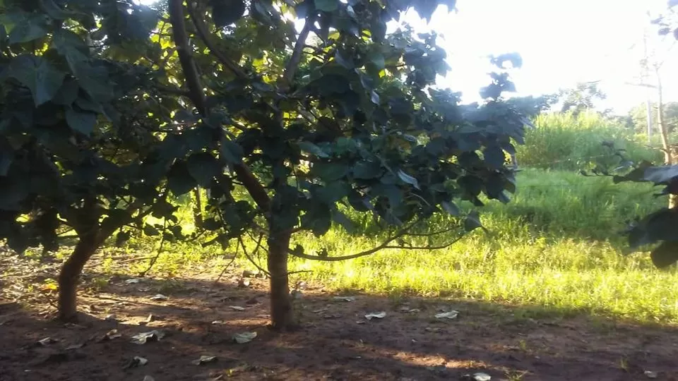 Venta de terreno en San Pedro De Ycuamandiyú — foto 3