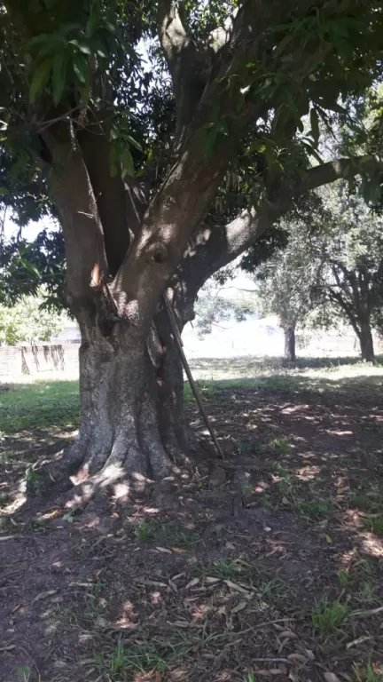 Terreno en Guarambaré — foto 2