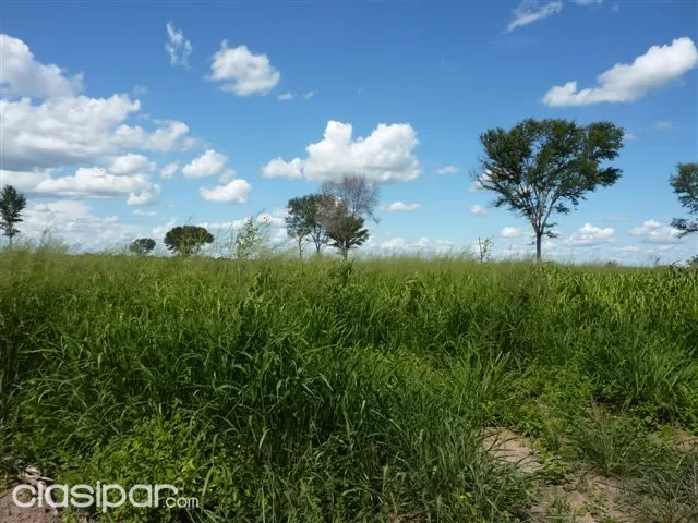 VENDO CHACO C MENONITA 4100 HAS CON 2000 HAS DE PASTURAS GATTON PANIC 30 POTREROS — foto 3
