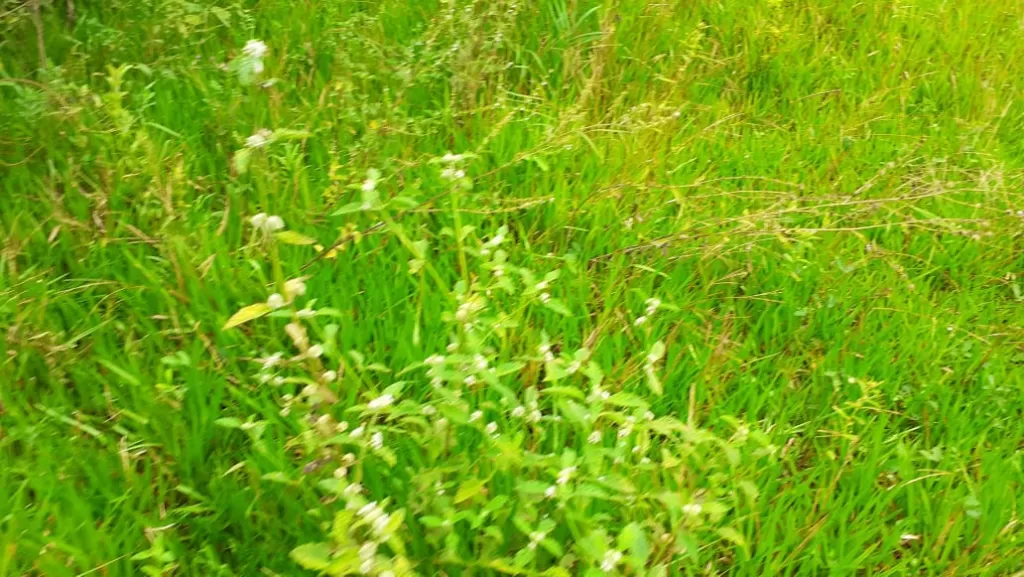 VENDO ESTABLECIMIENTO GANADERO EN ACAHAY DE 28 HAS Y MEDIA CON PLANTACIONES VARIADAS — foto 3
