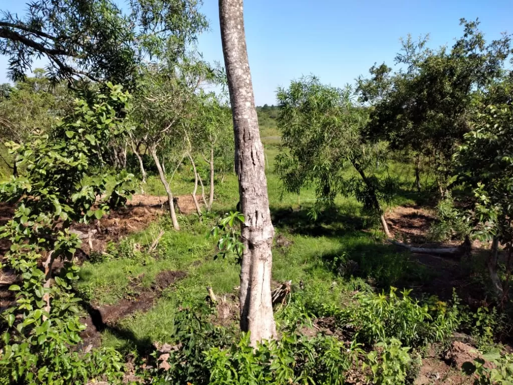 Terreno de 1 hectárea y media en Capiatá — foto 3