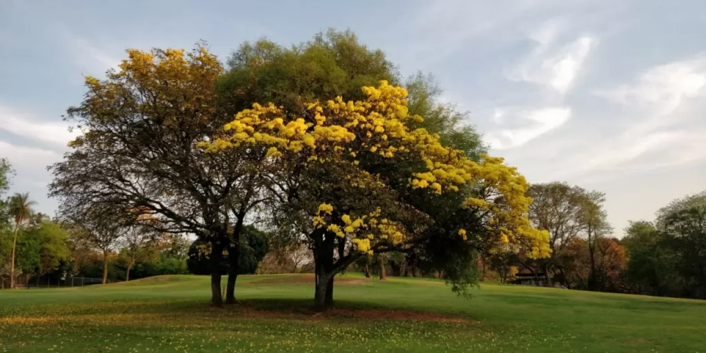 LAMBARÉ, YACHT Y GOLF CLUB: SOÑADA RESIDENCIA, 4.800 M2 S CAMPOS DE GOLF, 4 SUITES. — foto 2