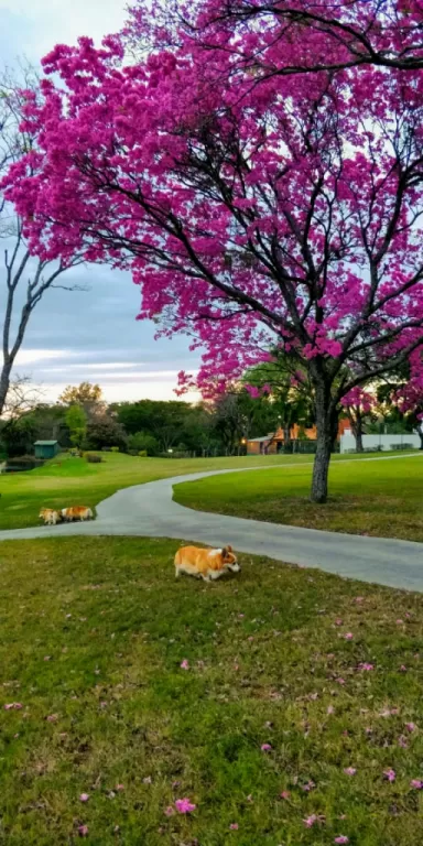 LAMBARÉ, YACHT Y GOLF CLUB: SOÑADA RESIDENCIA, 4.800 M2 S CAMPOS DE GOLF, 4 SUITES. — foto 3