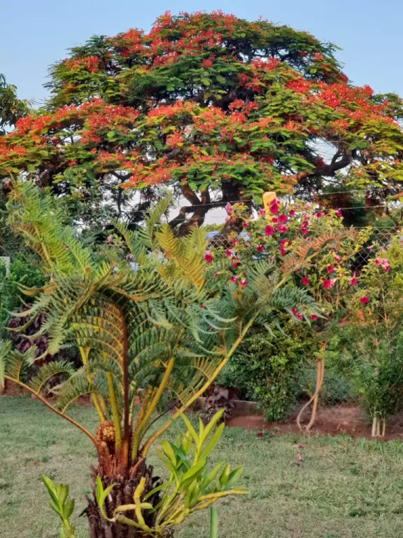 Casa Quinta en Piribebuy a la venta — foto 3