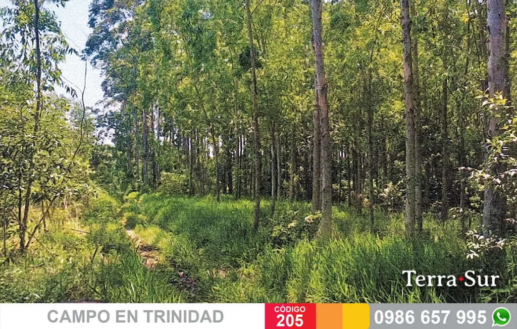 INTERESANTE PROP. RURAL DE 85 ha. EN TRINIDAD, RIO PARANA — foto 2