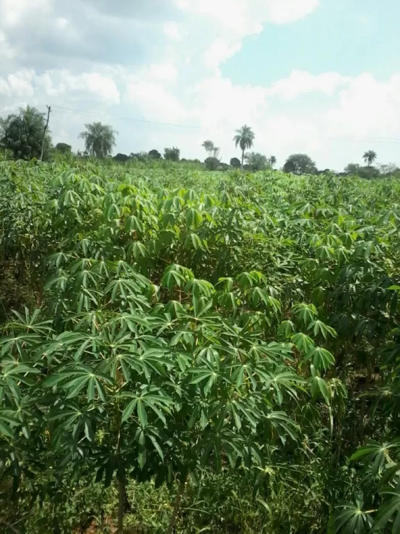 VENDO 42 HAS EN CAAGUAZU — foto 2