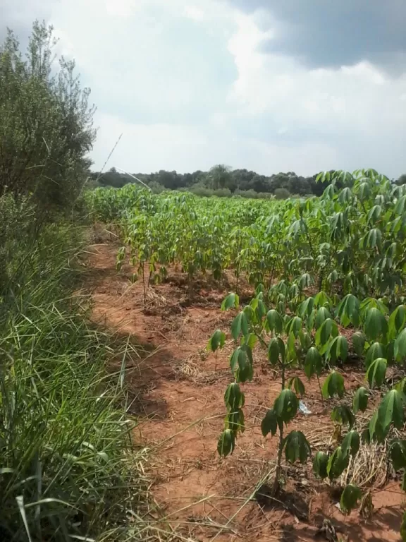 VENDO 42 HAS EN CAAGUAZU — foto 3
