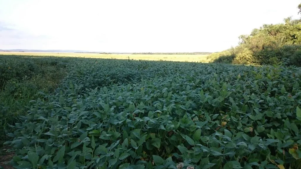 CAAZAPA, LINDANTE C RIO PIRAPO: 3.473 HAS, IDEALES P ARROZ, AGRICULTURA, PASTURA. — foto 3