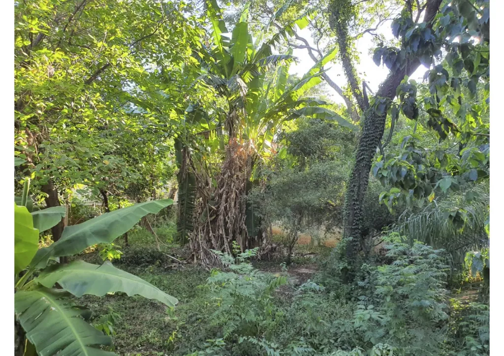 VENDO HERMOSO TERRENO BARRIO EL MANGAL — foto 3