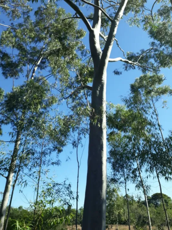 Vendo Terreno en NUEVA COLOMBIA — foto 2