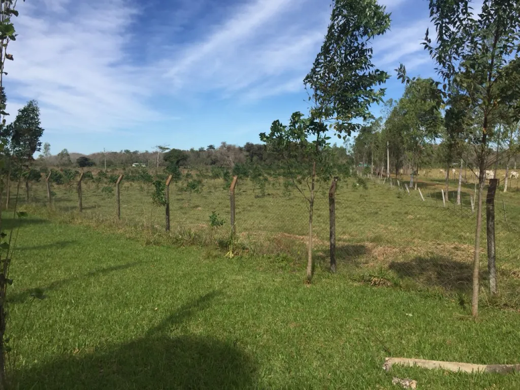 VENDO ESTABLECIMIENTO GANADERO DE 200 HTAS. - ZONA SAN ESTANISLAO. — foto 3