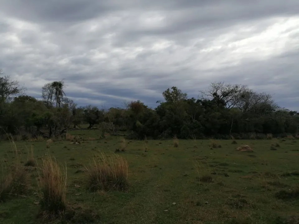 VENDO PROPIEDAD DE 43 HECTÁREAS EN SAN JOSE DE LOS ARROYOS COD 2457 — foto 2