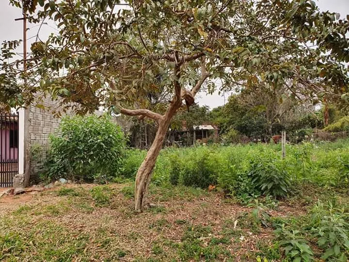 VENDO TERRENO EN ZONA MOTOS TAIGA..RUTA LUQUE- SAN LORENZO — foto 2