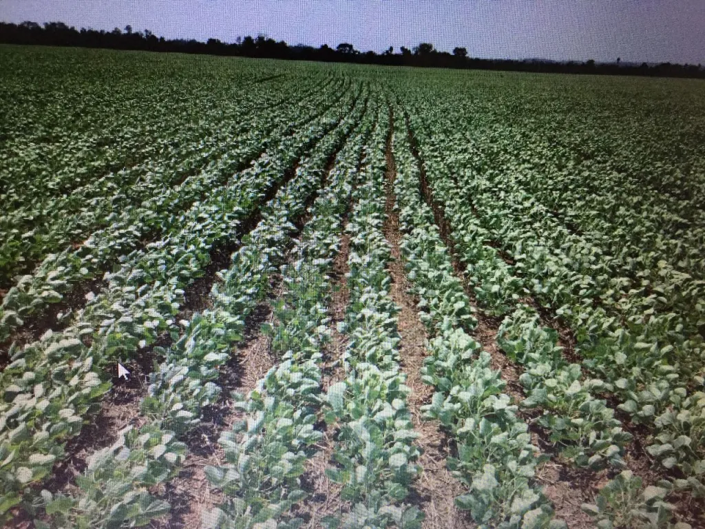 Campo agrícola ganadero Bella Vista Norte — foto 3