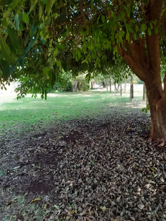 VENDO 2 TERRENOS 12X40 mts Y 35X15 mts CON UN TINGLADO 10X15 mts — foto 3