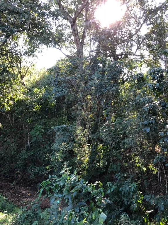 Terreno de 33 hectáreas — foto 3