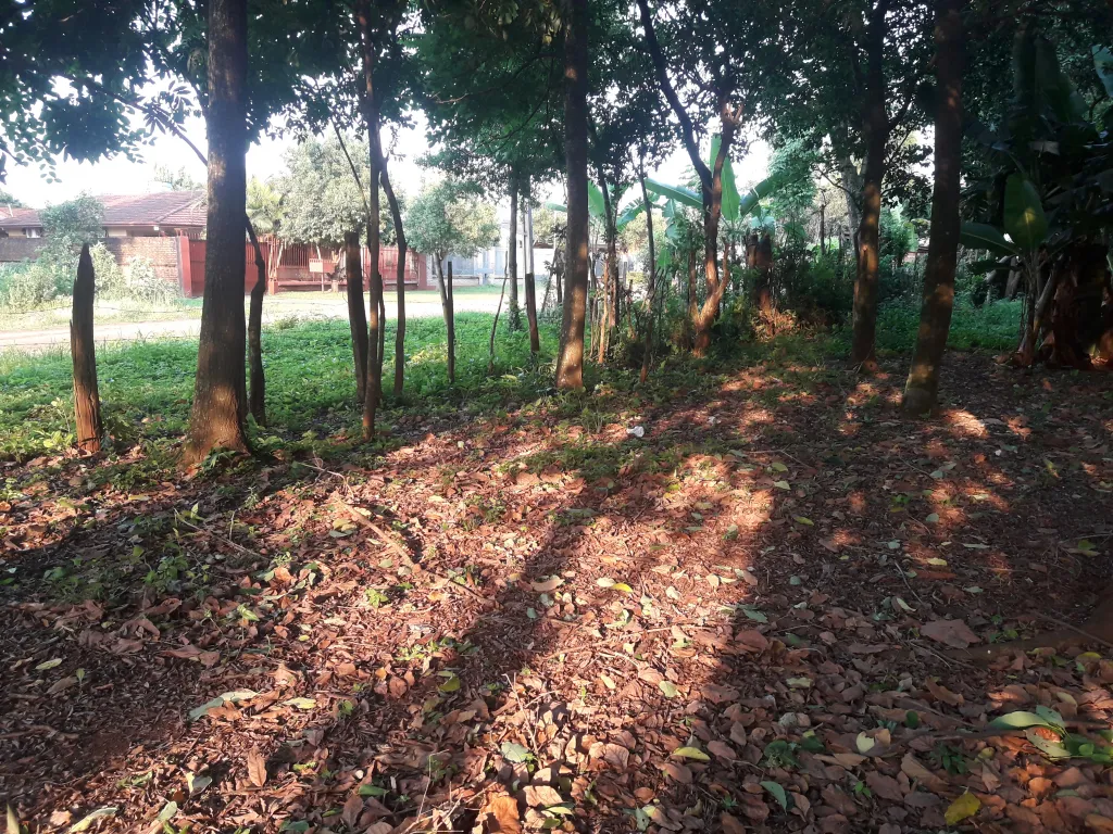 VENDO TERRENO B° SAN PEDRO CURUPAYTY — foto 3