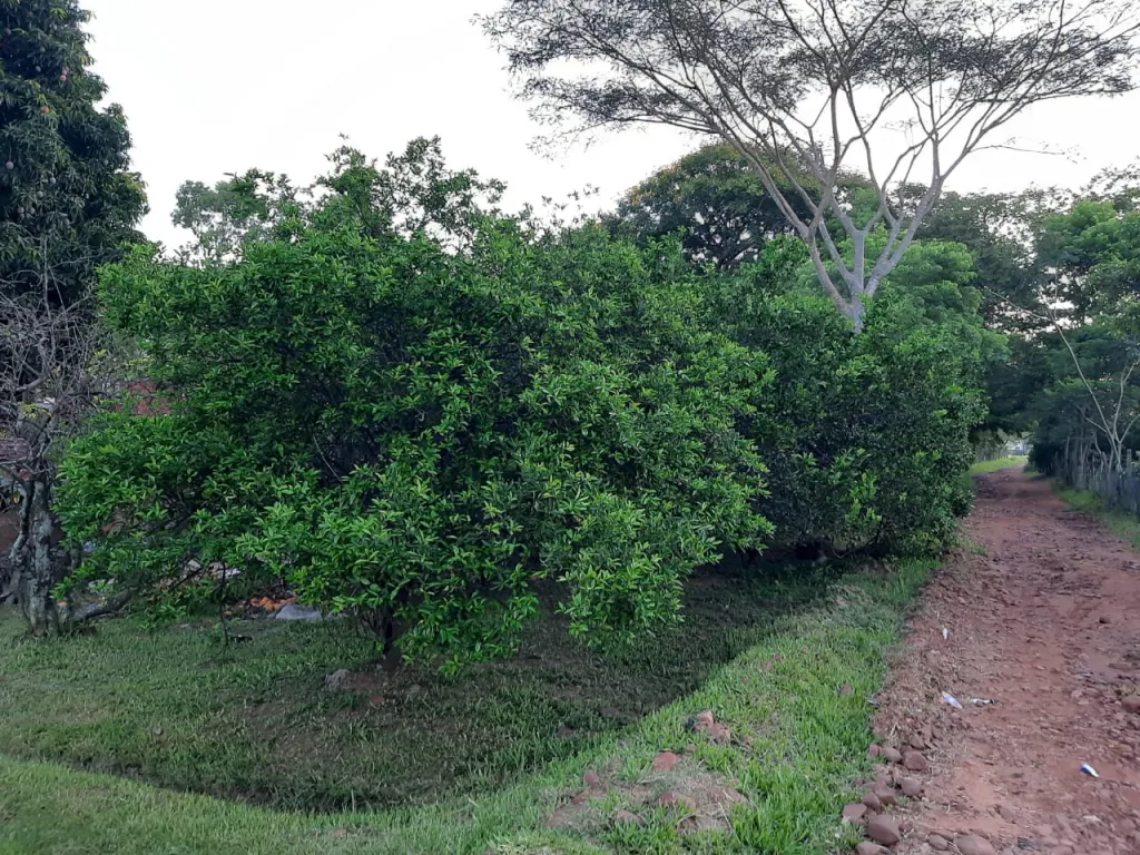 Areguá titulado — foto 2