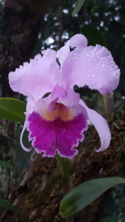NVA COLOMBIA CORDILLERA: UN PARAÍSO EN OFERTA, BOSQUES C ORQUÍDEAS, MANANTIALES, ARROYO — foto 2