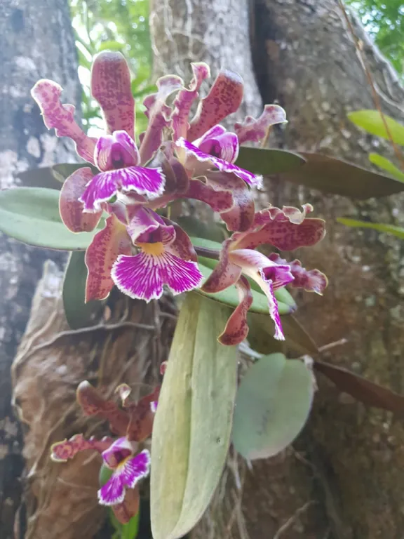 NVA COLOMBIA CORDILLERA: UN PARAÍSO EN OFERTA, BOSQUES C ORQUÍDEAS, MANANTIALES, ARROYO — foto 3