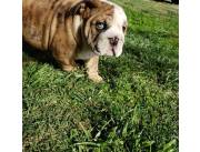 Bulldogs ingleses gratis