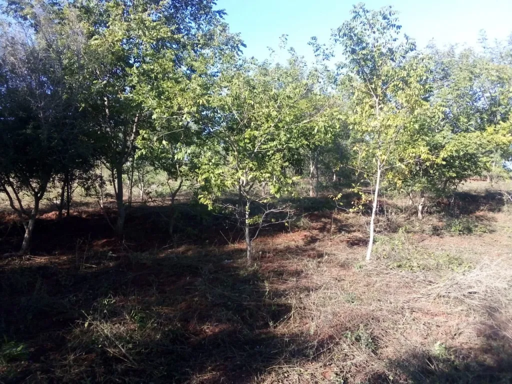 OFERTA DE 19 LOTES EN LUQUE — foto 3
