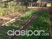 VENDO HERMOSA PROPIEDAD DE 53 H. CON TODAS LAS COMODIDADES EN ARROYOS Y ESTEROS, ZONA ALTA — foto 2