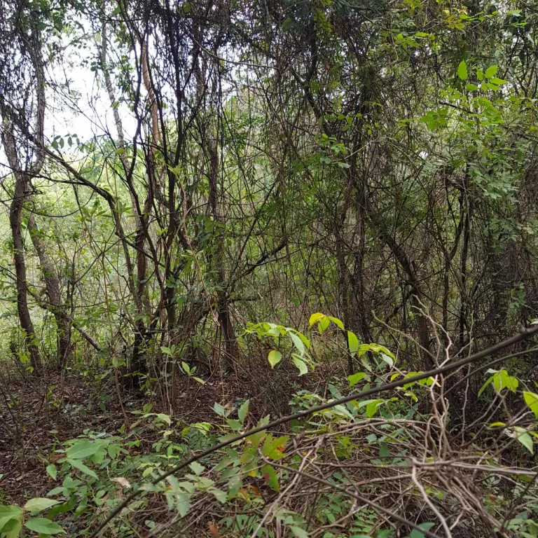 12 Lotes de 360 m2 en Yukyry, Luque. Sup. total 4.333 m2. — foto 3