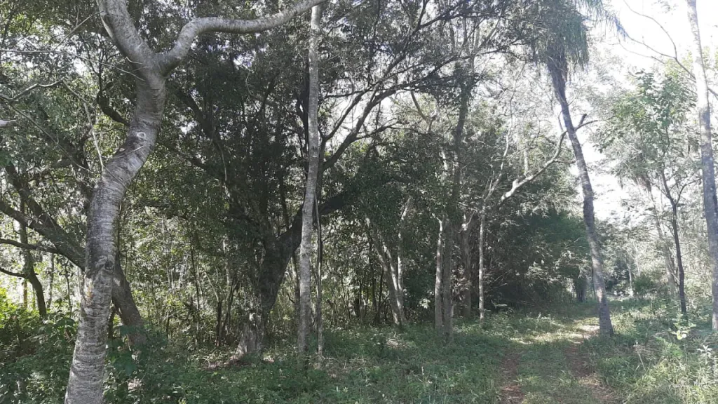 Vendo Propiedad de 5 HECTAREAS en Ypane en Oferta Hermosa vejetacion por este mes! — foto 2