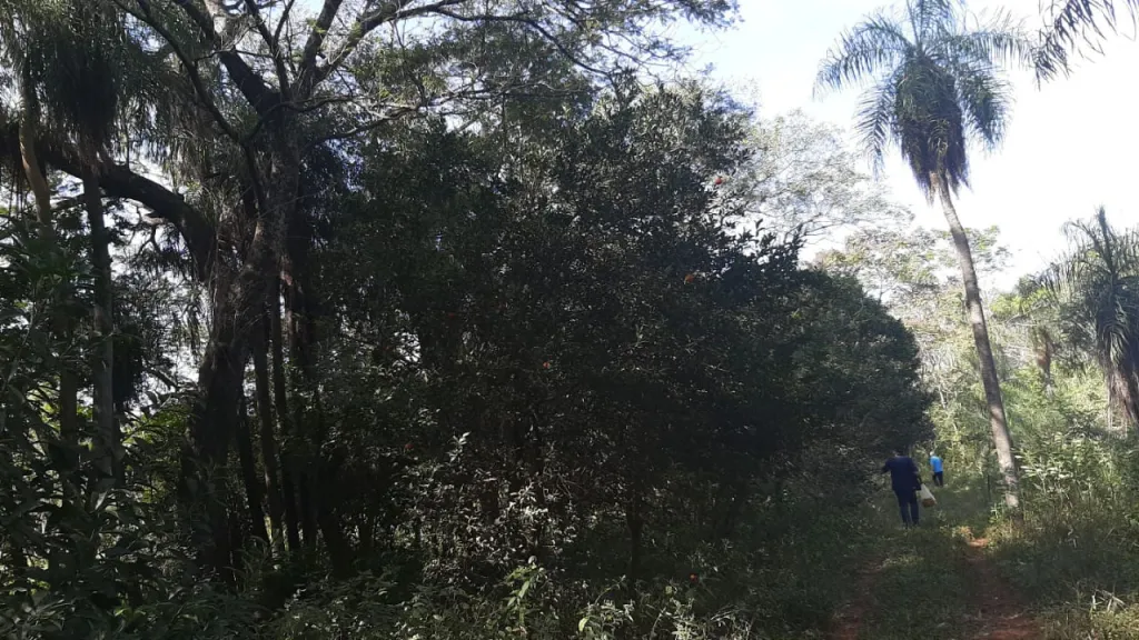 Vendo Propiedad de 5 HECTAREAS en Ypane en Oferta Hermosa vejetacion por este mes! — foto 3